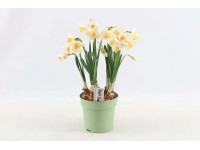 Rośliny wiosenne cebulowe mix - don. 15 cm