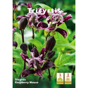 Zdjęcie Tricyrtis Raspberry Mouse, kwitnącej cebulki z kategorii Cebulki kwiatowe.