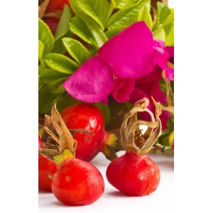 Owoce dzikiej róży i kwiat róży rabatowej. Róża krzewiasta z czerwonymi owocami.