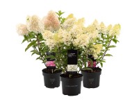 Hortensja (Hydrangea paniculata) mix - don. 5 l