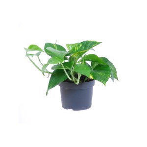 GROW by OBI Epipremnum złote Aureum w doniczce, zielona roślina doniczkowa z żółtymi akcentami.