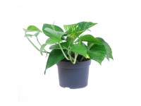 Epipremnum złociste (Epipremnum aureum)
