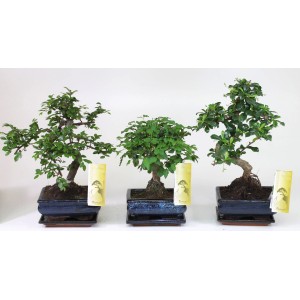 Trzy zielone drzewka bonsai w niebieskich doniczkach, różne kształty.