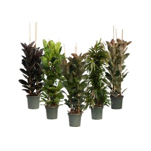 Różne duże rośliny doniczkowe, w tym fikus i dracena.