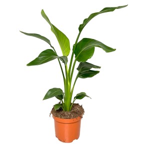 Duża, zielona roślina doniczkowa, kategoria: Rośliny duże.