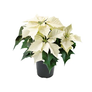 Biała gwiazda betlejemska t.b.t. w doniczce.