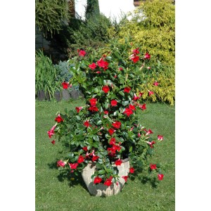 Bujna, czerwono kwitnąca roślina t.b.t. w doniczce, idealna do ogrodu i na taras.