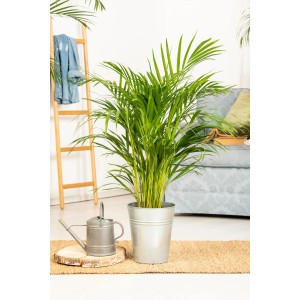Bujna palma Areka (Dypsis lutescens) w doniczce, roślina doniczkowa dla tropikalnej atmosfery.