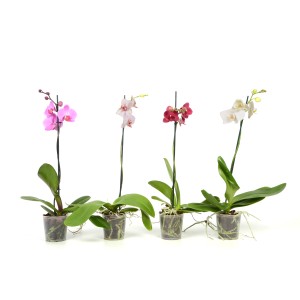 Różnokolorowe storczyki w doniczkach, wybór pięknych roślin doniczkowych.