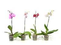 Falenopsis - Ćmówka - Storczyk (Phalaenopsis sp.)