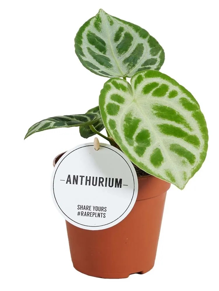 Anturium (Anthuriummini) Silver Blush - don. 6 cm kupuj w OBI
