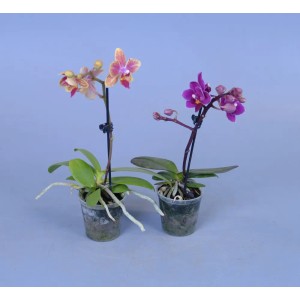 Dwie kwitnące orchidee w doniczce, jedna pomarańczowo-żółta, jedna fioletowa.