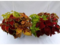 Coleus