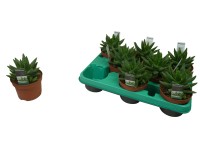 Aloes - Aloe Brefifolia wys.15cm don.10,5cm