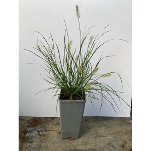 Trawa pampasowa (t.b.t.) w doniczce, zielone źdźbła z kwiatostanami.