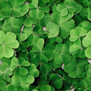 Zielone liście koniczyny jako dekoracja lub obramowanie.