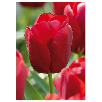 Tulipan Triumph Seadov 7 szt. ciemnoczerwony