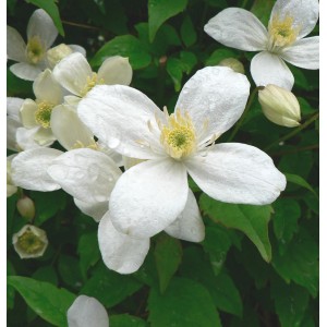 Zbliżenie białego powojnika (Clematis) z żółtym środkiem i zielonymi liśćmi.