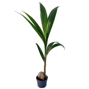 Młoda palma kokosowa w doniczce, zielone liście. Dekoracyjna, duża roślina doniczkowa.