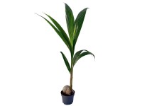 Palma kokosowa (Cocosnuci fera) - wys. około 120 cm, don. 19 cm