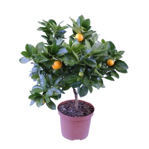 Mała cytryna jako roślina kwitnąca w doniczce, idealna na słoneczne stanowiska.