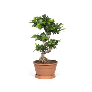 Kompaktowy Ficus Bonsai w doniczce, roślina doniczkowa do Twojego domu.