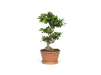 Figowiec tępy Ginseng (Ficus microcarpa) - don. 25 cm