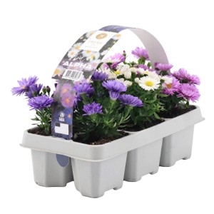 Aster mix 6-pack
