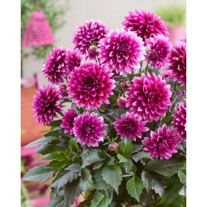 Kępiasta dalia Gardenetta Velvet Crush z pełnymi, aksamitnymi purpurowymi kwiatami.