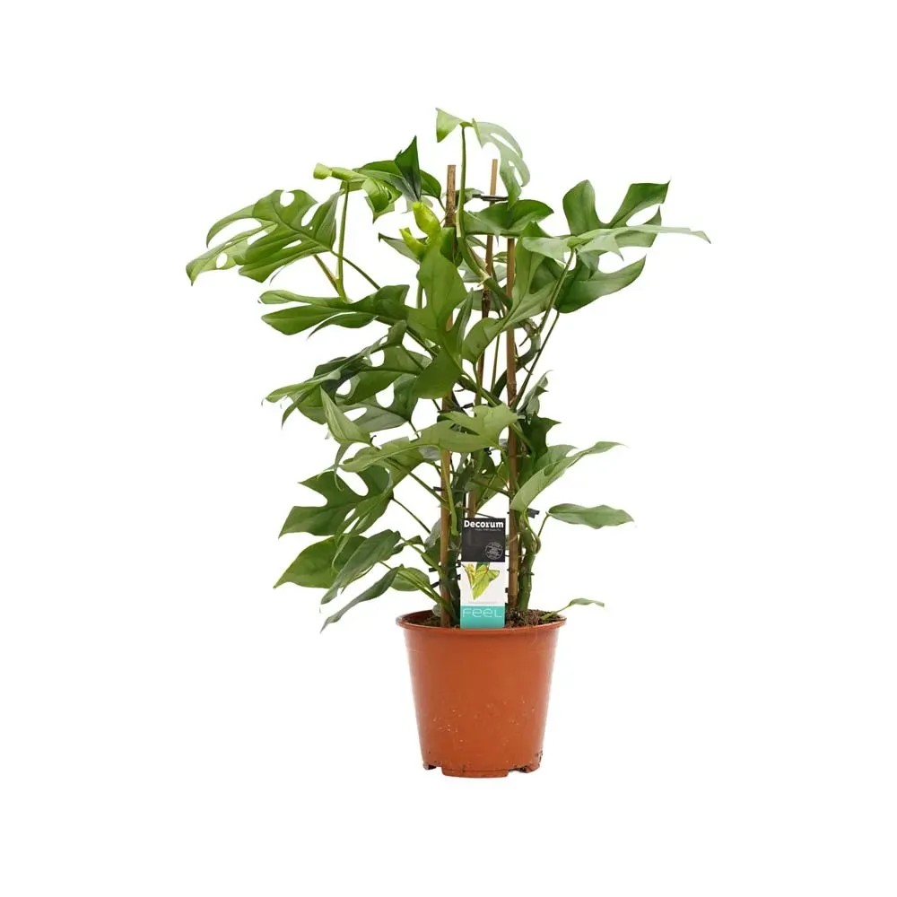 Filodendron (Philodendron) minima Pyramide - don. 19 cm