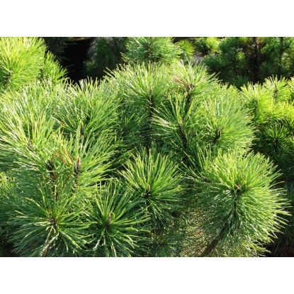 Kosodrzewina (Pinus) mix - don. 10 l