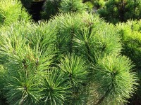 Kosodrzewina (Pinus) mix - don. 10 l