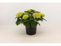 Hortensja (Hydrangea macrophylla Redl) 7 kwiatów - don. 23 cm