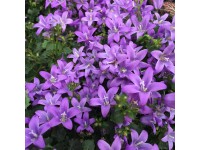 Dzwonek dalmatyński odm. Porto (Campanula sp.)