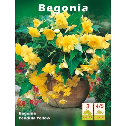 Begonia Pendula Yellow 3szt k 4/5