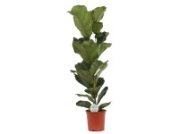 Fikus (Ficus Lyrata) - don. 21 cm
