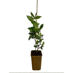 Jaśmin mix (Jasminum sp.)
