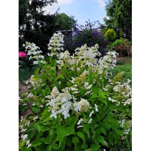 Kwitnąca roślina z białymi kwiatami w ogrodzie. Kategoria: Pozostałe rośliny kwitnące.