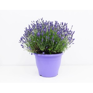 Kwitnąca lawenda w fioletowej doniczce. Dekoracyjne, pachnące Rośliny kwitnące do domu i ogrodu.