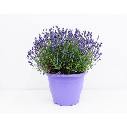 Lawenda (Angustofilia Essence Purple) - don. 20 cm