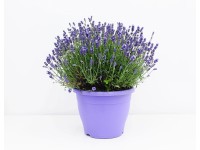 Lawenda (Angustofilia Essence Purple) - don. 20 cm
