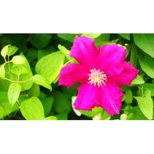 Jaskraworóżowy kwiat powojnika (Clematis) na tle zielonych liści.