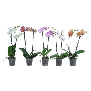 Różnokolorowe storczyki w doniczkach, wybór kwitnących roślin doniczkowych.