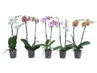 Falenopsis - Ćmówka - Storczyk (Phalaenopsis sp.)