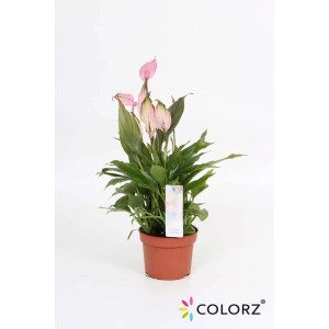 Kwitnąca roślina doniczkowa t.b.t. z różowymi kwiatami w doniczce.