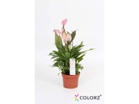 Skrzydłokwiat UltimoColors (Spathiphyllum)