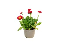 Stokrotka - don. 9 cm