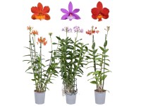 Storczyk (Orchidaceae) - wys. 30 - 50 cm