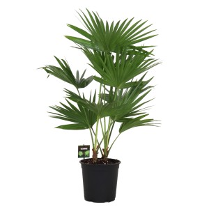 Zielona roślina t.b.t. w czarnej doniczce, duża roślina doniczkowa.