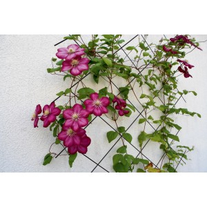 Antracytowa metalowa krata (150x75 cm) z kwitnącym różowym powojnikiem jako pomoc wspinaczkowa na białej ścianie.